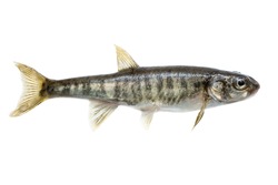 Minnow (Phoxinus) it is isolated on a white background