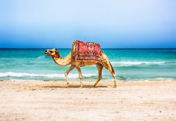 camel is walking on the tunisian beach 