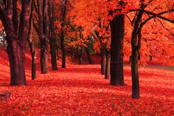 red autumn park as nice natural background