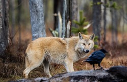 Wolf and raven. Eurasian wolf, also known as the gray or grey wolf also known as Timber wolf.  Scientific name: Canis lupus lupus. Natural habitat. Autumn forest.
