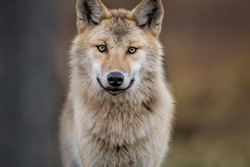 Сlose-up portrait of a wolf. Eurasian wolf, also known as the gray or grey wolf also known as Timber wolf.  Scientific name: Canis lupus lupus. Natural habitat. 