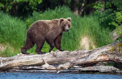 Brown bear on the river fishing for salmon. Brown bear chasing sockeye salmon at a river. Kamchatka brown bear, scientific name: Ursus Arctos Piscator. Natural habitat. Sunset light. Kamchatka, Russia
