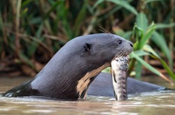 Giant Otter eating fish in the water. Sidfe view. Green natural background. Giant River Otter, Pteronura brasiliensis. Natural habitat. Brazil