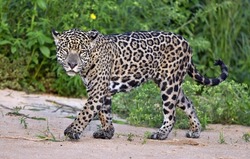 Jaguar walking along the sandy river bank. Panthera onca. Natural habitat.   Brazil