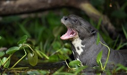 Giant otter with open mouth in the water. Giant River Otter, Pteronura brasiliensis. Natural habitat. Brazil