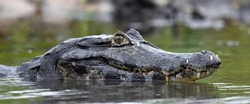 Caiman in the water. The yacare caiman (Caiman yacare), also known commonly as the jacare caiman. Side view. Natrural habitat. Brazil.