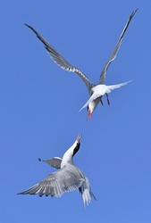 Common Terns interacting in flight. Adult common terns in flight on the blue sky background. Scientific name: Sterna hirundo. Ladoga Lake. Russia.