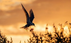 Silhouette of flying common tern. Flying common tern on the red sunset sky background. Scientific name: Sterna hirundo. natural habitat. Russia. Ladoga Lake.