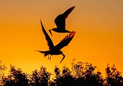 Silhouette of flying common tern. Flying common terns with fish in beak. Red sunset sky background. Scientific name: Sterna hirundo. natural habitat. Russia. Ladoga Lake.