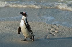 Walking African penguin (spheniscus demersus) with footprint on the sand. Boulders colony in Cape Town, South Africa. 
