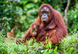 A female of the orangutan with a cub in a native habitat. Rainforest of Borneo.
