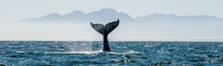 Seascape with Whale tail. The humpback whale (Megaptera novaeangliae) tail
 dripping with water in False Bay off the Southern Africa Coast.   
     