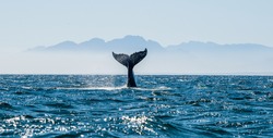 Seascape with Whale tail. The humpback whale (Megaptera novaeangliae) tail
 dripping with water in False Bay off the Southern Africa Coast.   
     