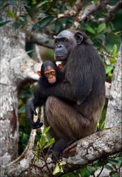 Chimpanzee with a cub on mangrove branches. Mother-chimpanzee sits and holds on hands of the kid.