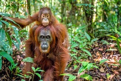 On a mum`s back. Baby orangutan on mother's back in a natural habitat. Bornean orangutan (Pongo pygmaeus wurmbii) in the wild nature. Tropical Rainforest of Borneo Island. Indonesia

