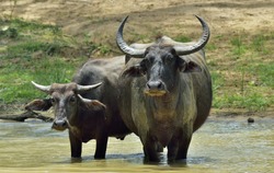 Refreshment of Water buffalos.  Female and  calf of water buffalo bathing in the pond in Sri Lanka. The Sri Lanka wild water buffalo (Bubalus arnee migona),