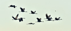 Birds in flight. A silhouettes of cranes in flight. Flock of cranes flies at sunset. Foggy morning, Sunrise sky  background. Common Crane, Grus grus or Grus Communis, big bird in the natural habitat. 