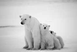 Polar she-bear with cubs. A Polar she-bear with two small bear cubs. Around snow.Black and white photo.