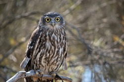 the barking owl is also known as the screaming woman owl. The barking owl is brown and white with yellow eyes