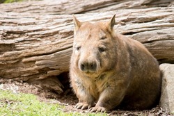 the Southern hairy nosed wombat is emerging from his underground home