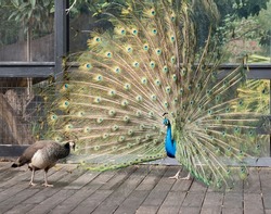 the peacock is showing his  bright blue body and a long tail he displays to attract the peahen