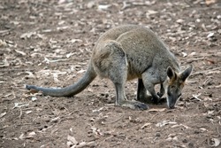 the swamp wallaby is mainly tawny grey with a white chest with white cheeks