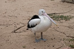 the pelican has a long pink beak to scope up food from the ocean