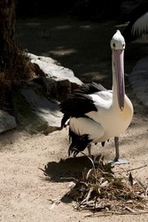 the pelican has a yellow eye and a pink bill
