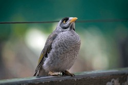 the noisy minor has a grey body, green wings black around its eyes and an orange beak