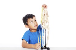 Portrait of little elementary school student measures human skeleton by measurement tape