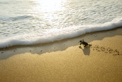Image of little sea turtles crawling on the sand beach toward the sea at Pangumbahan beach, Sukabumi, West Java