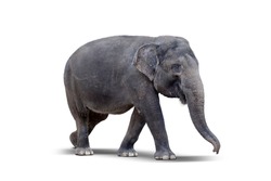 Side view of female elephant standing in the studio. Isolated on white background