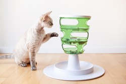 Devon Rex cat plays with smart toy Green color food tree - which stimulates instinct by enticing feline to work for the food. Cat feels curios,  active and entertained. Home interior background