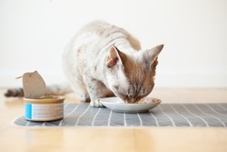 Close-up of a tabby cat eating canned cat food from white ceramic plate placed on the floor. Feline enjoying wet tuna tin. Fish soup with tuna meat fillets