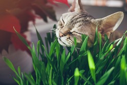Close-up of a beautiful Devon Rex cat eating fresh green grass. Pet grass. Natural hairball treatment
