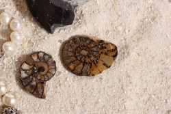 Ancient Ammonite Fossil Specimens on Sandy Beach