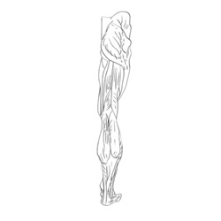 Hand drawn illustration of the leg muscles isolated on white, artistic anatomy graphic study