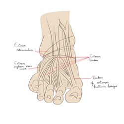 Hand drawn illustration of the foot tendons isolated on white, artistic anatomy graphic study