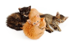 group of dreamy cute little kittens, on white background