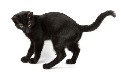 playful black cat looks back