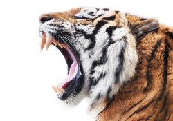 Tiger fury