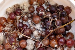 Rotten purple grapes in a container. Close up of moldy spoiled grapes fruit