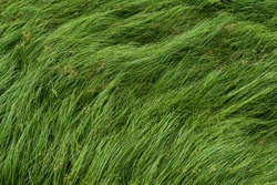 Cocograss, close up beautiful green Nut grass pattern from garden