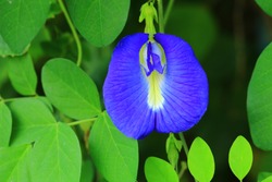 Butterfly pea,bluebellvine, blue pea, cordofan pea (Clitoria ternatea) ,The flowers of this vine were imagined to have the shape of human female genitals.