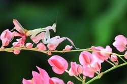 Pink orchid mantis or Walking flower mantis (Hymenopus coronatus) ,is a beautiful pink and white mantis with lobes on its legs that look like flower petals.