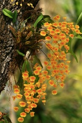wild orchid on summer