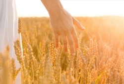 harvesting, nature, agriculture and prosperity concept - young woman on cereal field touching ripe wheat spickelets by her hand