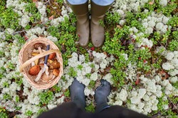 picking season and leisure people concept - legs in rubber boots and mushroom basket in forest