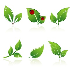 Set of green leaves. Element for design.