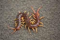 Centipede on the carpet : A Giant Centipede, an Insect Relative, Class Chilopoda, Phylum Arthropoda, its hurt